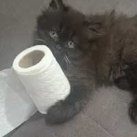 گربه مشکی اسکاتیش|گربه|رشت, جانبازان|دیوار