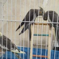 عروس هلندی|پرنده|لاهیجان, لیالستان|دیوار