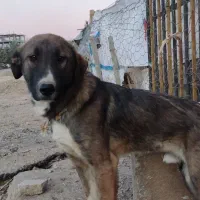 سگ سرابی اصیل|سگ|سنندج, |دیوار