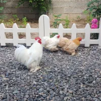 مرغ و خروس کوشین