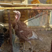 تخم مرغ بومی