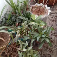 گل ها همراه گلدان ها