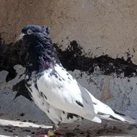 کبوتر سینه ای و کل سیاه رنگی