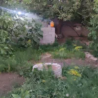 فروش باغ|فروش دفتر صنعتی، کشاورزی، تجاری|میاندوآب, |دیوار