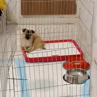 سگ نژاد پاگ کاملا خانگی|سگ|محمدشهر, ولدآباد بزرگ|دیوار