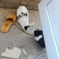 دوتا خرگوش خانگی