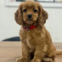 توله کوکر اسپانیش