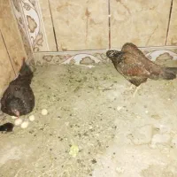 دوتا مرغ دشتی و یه جوجه و پنج تا تخم که پخته شدن|حیوانات مزرعه|ایرانشهر, |دیوار