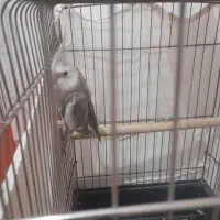 وایتفیس نربالوازم کل قفس بزرگ