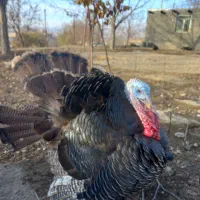 بوقلمون|حیوانات مزرعه|تویسرکان, |دیوار