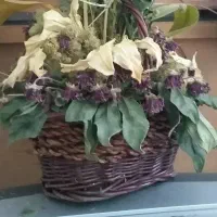 حدود ۲۰ عدد سبد خالی گل از سایز گوچک تا بزرگ|صنایع دستی و سایر لوازم تزئینی|تهران, شهرک غرب|دیوار