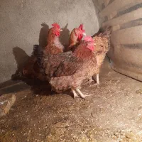 مرغ تخمگذار|حیوانات مزرعه|مشهد, بهمن|دیوار