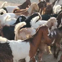 فروش 38راس بز کهره دار