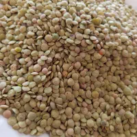 عدس برداشت تازه