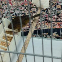 ماده کبالت جفتی سهر /20000000|پرنده|پاکدشت, پاکدشت (مامازند)|دیوار