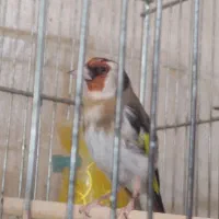 سهره متولد قفس بخون گل قفل