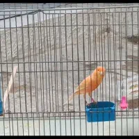 قناری رد فکتور مست