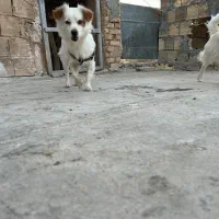 یک جفت سگ آپارتمانی|سگ|لنجان, |دیوار