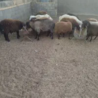 بره نر و ماده|حیوانات مزرعه|اژیه, |دیوار