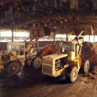 حراج  کمپوست قارچ دکمه ای|حراج|مهریز, |دیوار