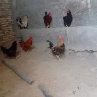 خروس|حیوانات مزرعه|باوله, |دیوار