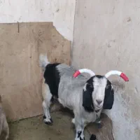 فروش‌یک‌عددبز‌شهرکردی‌گوش‌بلندوزیبا