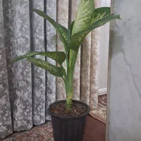 گل دیفن کاملیا