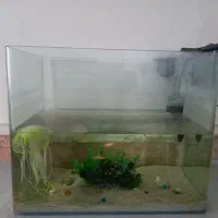 آکواریوم شیشه خم