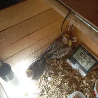 عروس هلندی  جفت و جوجه