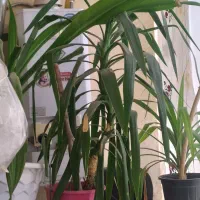 گل یوکا بزرگ