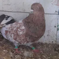 کفتر نر هندی|حراج|نجف‌آباد, ویلاشهر|دیوار