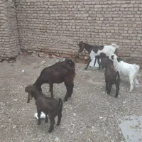 بز پاکستانی اصیل شیرا