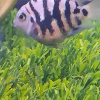 ماهی پرت پلار