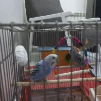 یک جفت مرغ عشق|پرنده|فردیس, داوری|دیوار