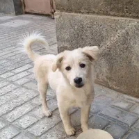 واگذاری سگ معاوضه باگوشی دارم