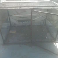 طوری کبوتر ضد سمور