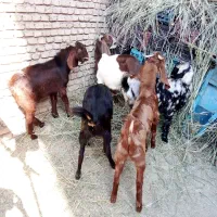 بزهای پاکستانی دوقلو زا|حیوانات مزرعه|شاهدشهر, |دیوار