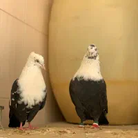 کبوتر زاغ کله سفید