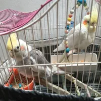 یک جفت عروس هلندی نر و ماده