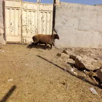 بز گوسفند|حیوانات مزرعه|بندر ماهشهر, |دیوار