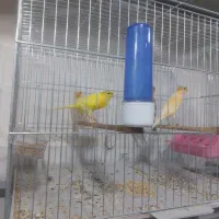 پرنده سرای کاسکو|پرنده|خوی, |دیوار