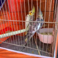 بچه. عروس هلندی