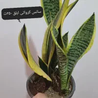 سانسوریا|گل و گیاه طبیعی|اهواز, کوی مهدیس|دیوار