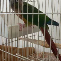 گرینچیک نر یلو ساید بالغ حلقه پا|پرنده|کرج, شهرک یاس جنوبی|دیوار