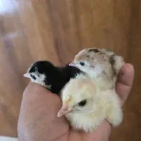 جوجه بوقلمون ۴ روزه