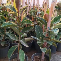 فیکوس ابلق و بلک|گل و گیاه طبیعی|پاکدشت, پاکدشت (مامازند)|دیوار