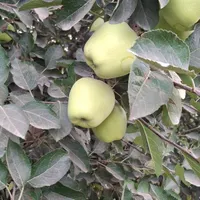 باغبان