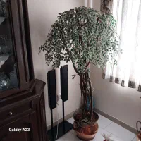 درختچه آپارتمانی (۱۶۰ سانتی)