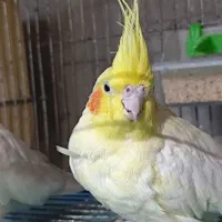 4 جفت عروس مولد تضمینی