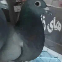 کفتر زاجر پلاکی گمشده